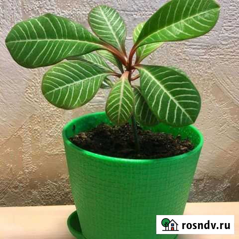 Молочай беложилый Люберцы - изображение 1