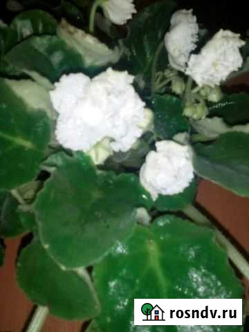 Фиалка Воронеж - изображение 1