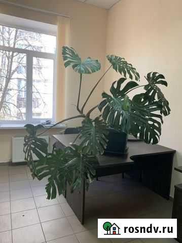 Монстера Симферополь - изображение 1