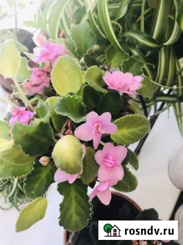 Фиалки фиолет, синие, розовые, сиреневые Сыктывкар - изображение 1