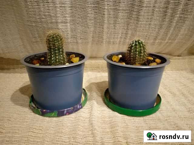 Кактус эхинопсис трубкоцветный с янтарём Калининград - изображение 1