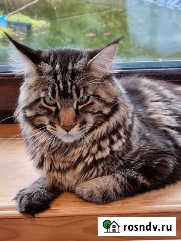 Мейн-кун бесплатно Мытищи - изображение 1