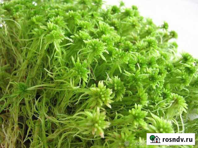 Мох Электроугли - изображение 1