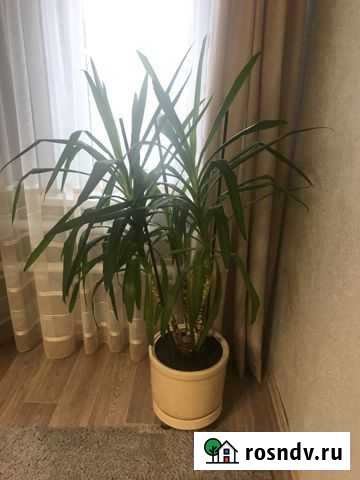 Юкка Волгоград - изображение 1