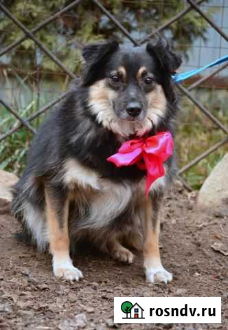 Ласковая стерилизованная небольшая собачка Воронеж - изображение 1