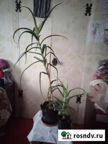 Алоэ (столетник) Калининград - изображение 1