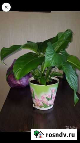 Спатифиллум Тула - изображение 1