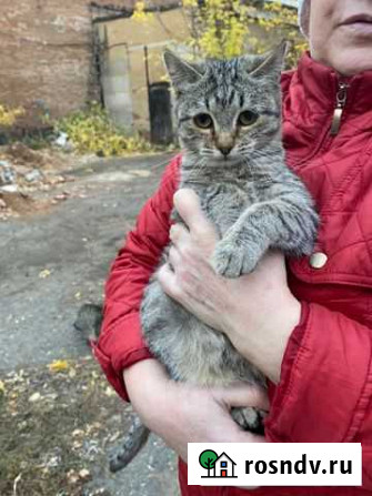 Котята в добрые руки бездомные Оренбург - изображение 1
