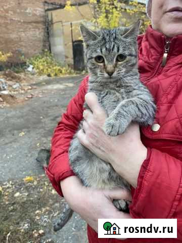 Котята в добрые руки бездомные Оренбург - изображение 1