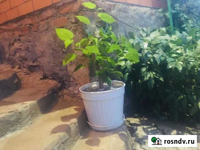 Китайская роза Ипатово - изображение 1