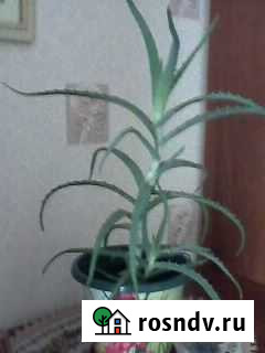 Алоэ Нижний Новгород - изображение 1