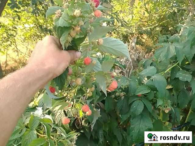 Саженцы малины Таганка.,Полана, Химботоп Красногвардейское - изображение 1