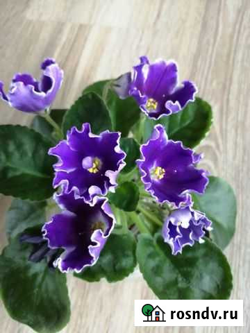 Фиалки сортовые Родники - изображение 1
