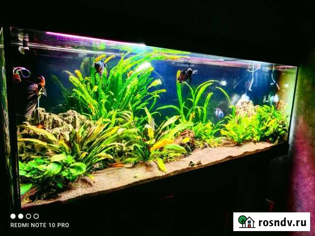 Аквариум Курск - изображение 1