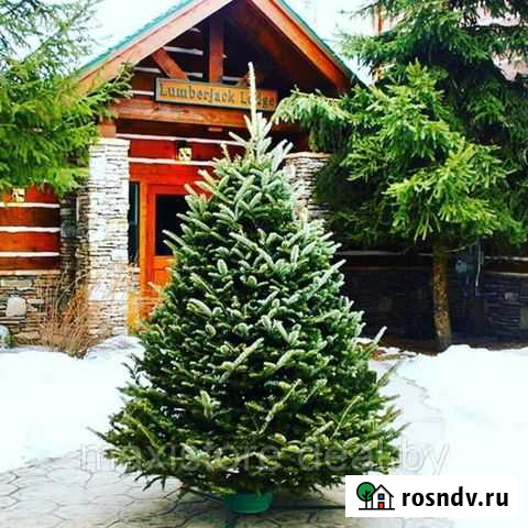 Пихта новогодняя оптом, розница Барнаул - изображение 1