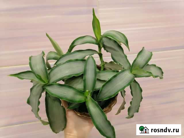 Мурдания Тула - изображение 1