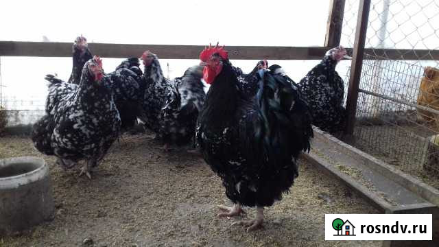 Куры орпингтоны и петухи Абинск - изображение 1
