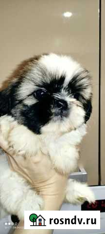 Щенки ши-тцу Гулькевичи - изображение 1