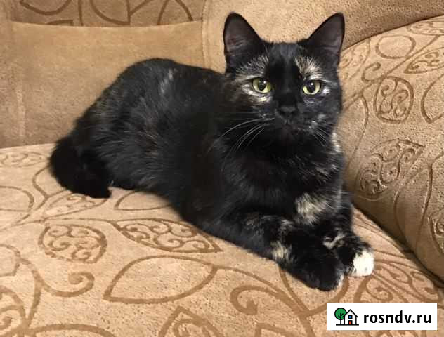 Стерилизованая кошка Михайловка - изображение 1