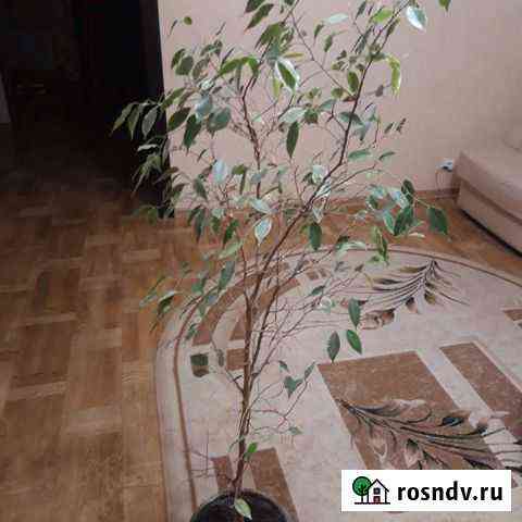 Фикус бенджамина пестролистный Белгород