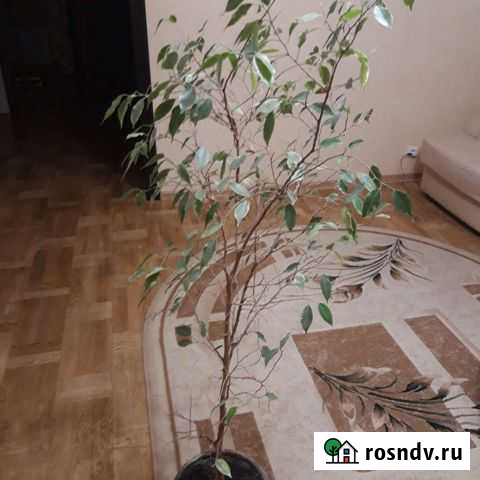 Фикус бенджамина пестролистный Белгород - изображение 1