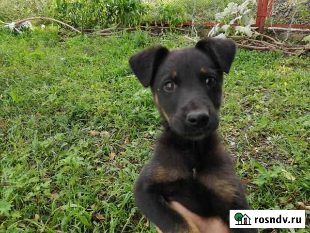Мальчик в добрые руки Волгодонск - изображение 1