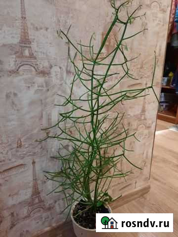 Молочай Тирукалли Волгоград - изображение 1