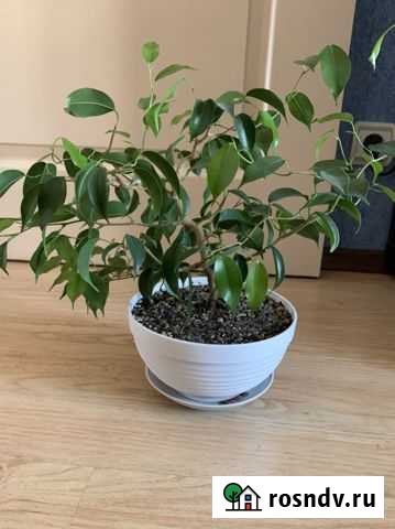 Фикус вианди Иваново - изображение 1