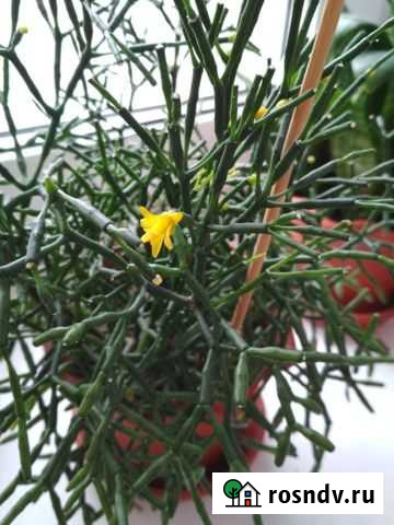 Хатиора Самара - изображение 1