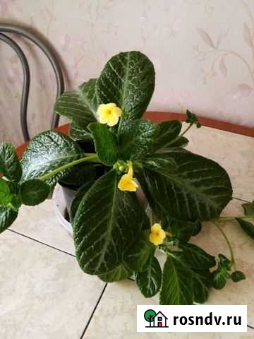 Гинура, эписция жёлтая и красная Южный - изображение 1