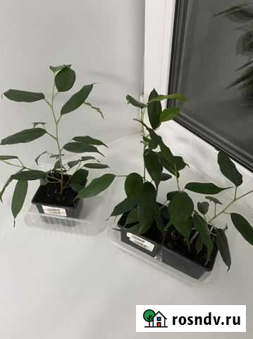 Фикус Вологда - изображение 1