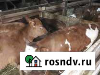 Бычки Чебоксары - изображение 1