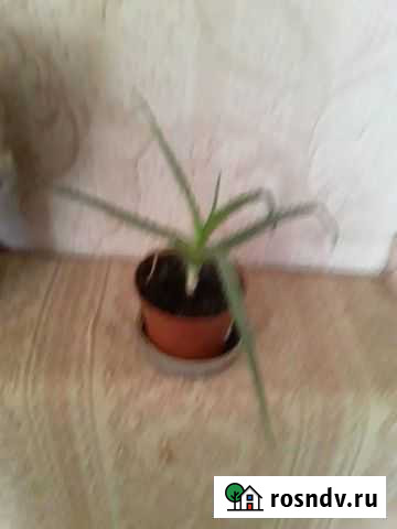 Алоэ Уфа - изображение 1