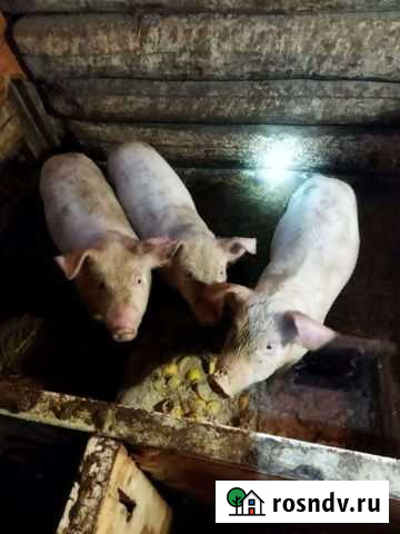 Поросята на доращиванин Рузаевка - изображение 1