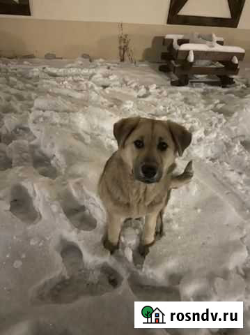 Метис алабая Отрадное - изображение 1