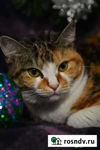 Отдам кошечку Мусю Петропавловск-Камчатский - изображение 1