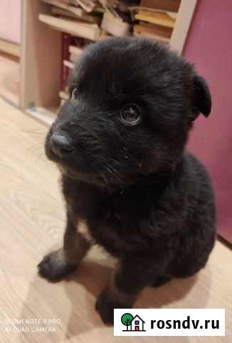 Щенок в добрые руки бесплатно Ивантеевка - изображение 1