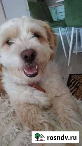 Маленькая собака Краснодар - изображение 1