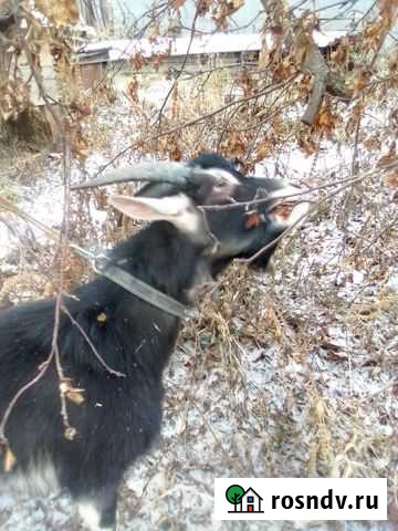 Козёл Талица - изображение 1