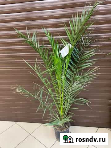 Финик переоценка, фикус, драцена большие, цитрус Симферополь - изображение 1