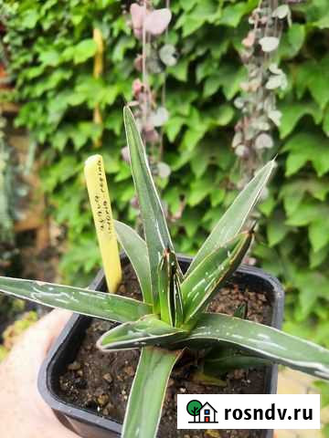 Алоэ агава эхеверия граптопеталлум суккулент расте Краснодар - изображение 1