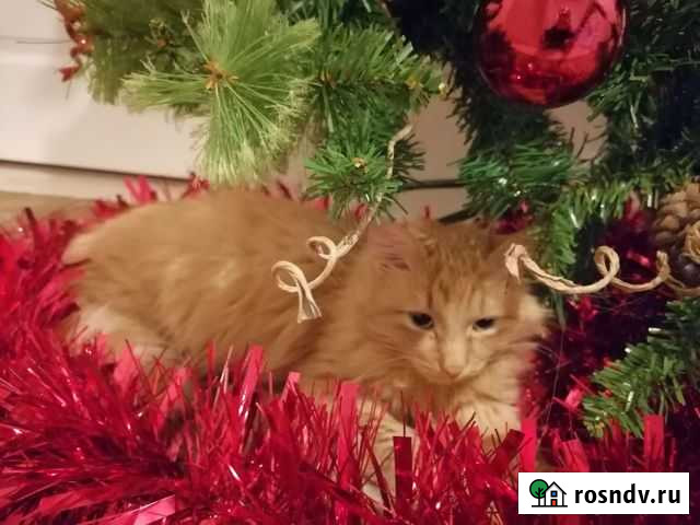 Кошка в дар Ново-Талицы - изображение 1