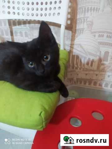 Замечательная кошечка красотка Красноярск - изображение 1