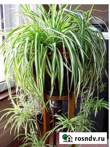 Хлорофитум Бугуруслан - изображение 1