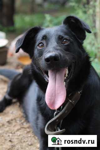 Кобель на цепь Уфа - изображение 1