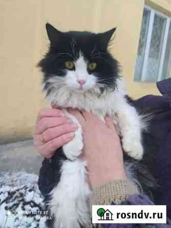 Молоденький котик Старый Оскол