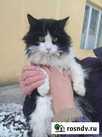 Молоденький котик Старый Оскол - изображение 1