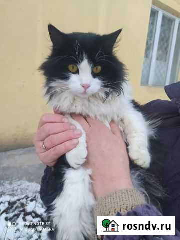 Молоденький котик Старый Оскол - изображение 1