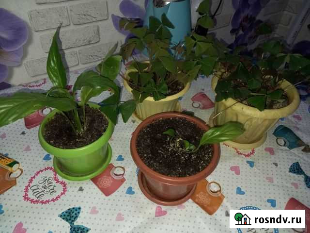 Спатифиллум Уфа - изображение 1