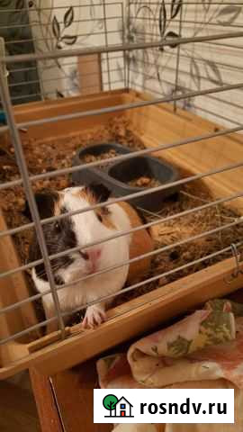 Морская свинка с клеткой Екатеринбург - изображение 1